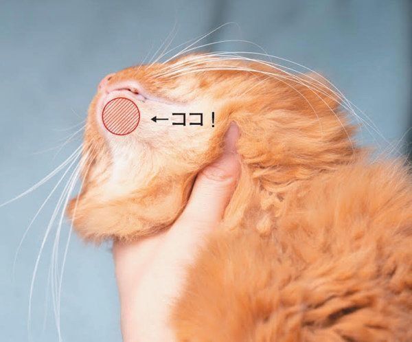 健康／異変のある猫の舌