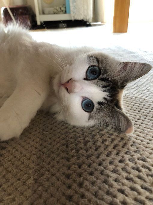 床に寝そべって飼い主を見る猫