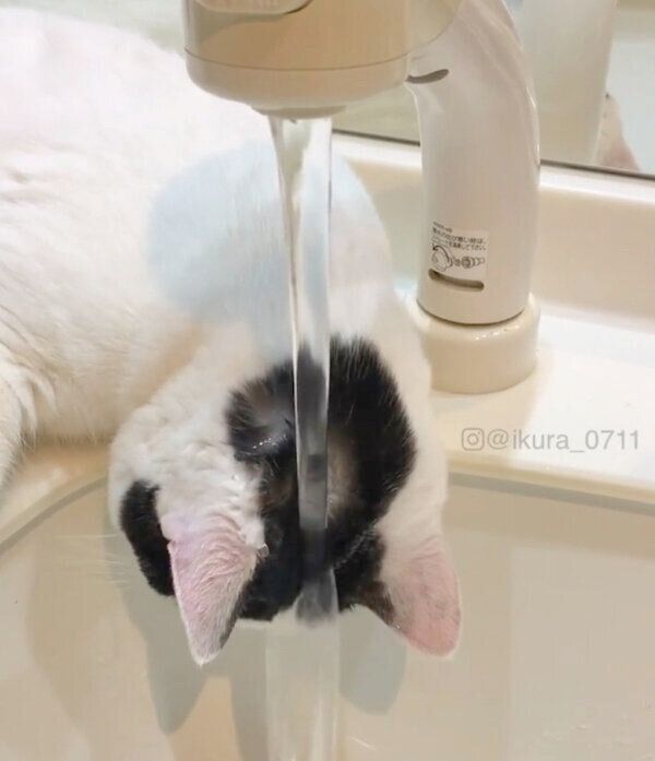 水に打たれるいくらちゃん