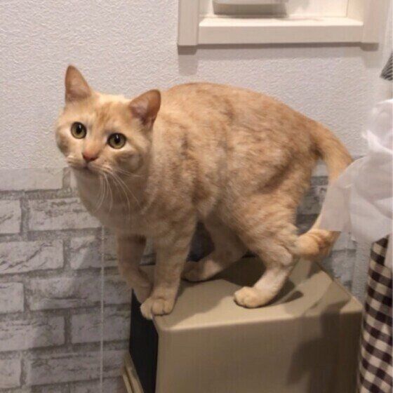 イタズラする猫