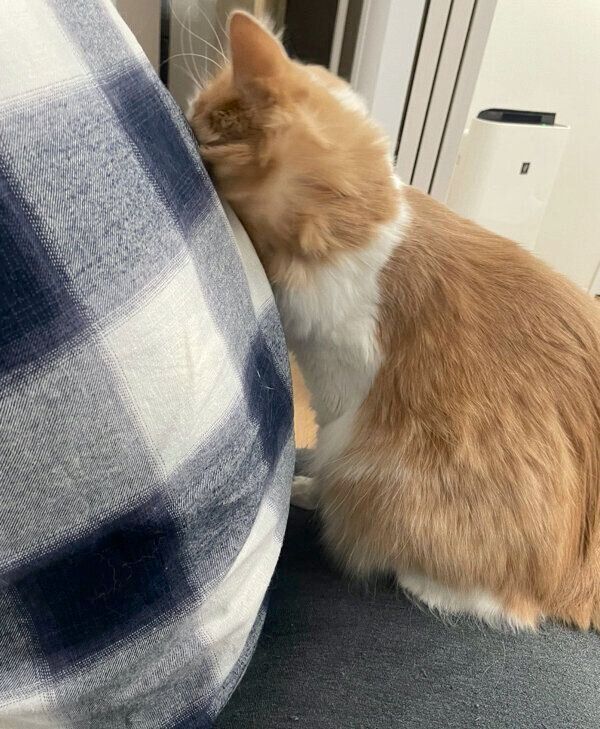 旦那さんにスリスリする博士くん