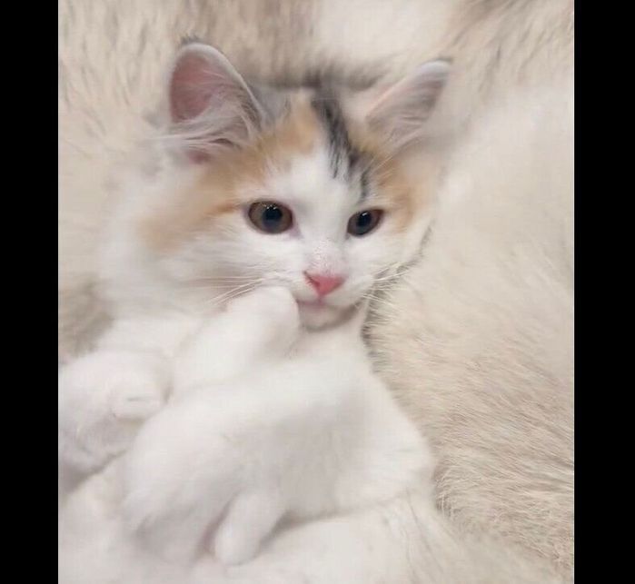 まったりするミケちゃん