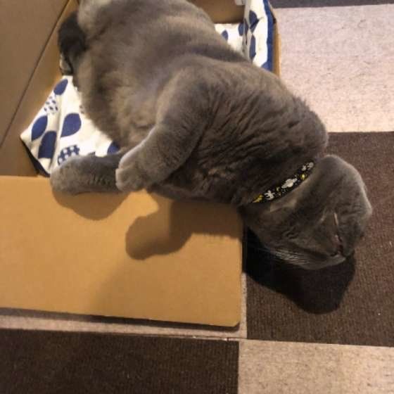 眠るブリティッシュショートヘア