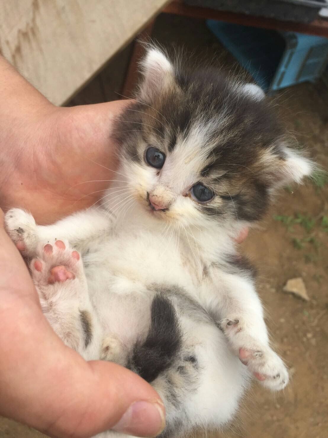 保護されたばかりの子猫