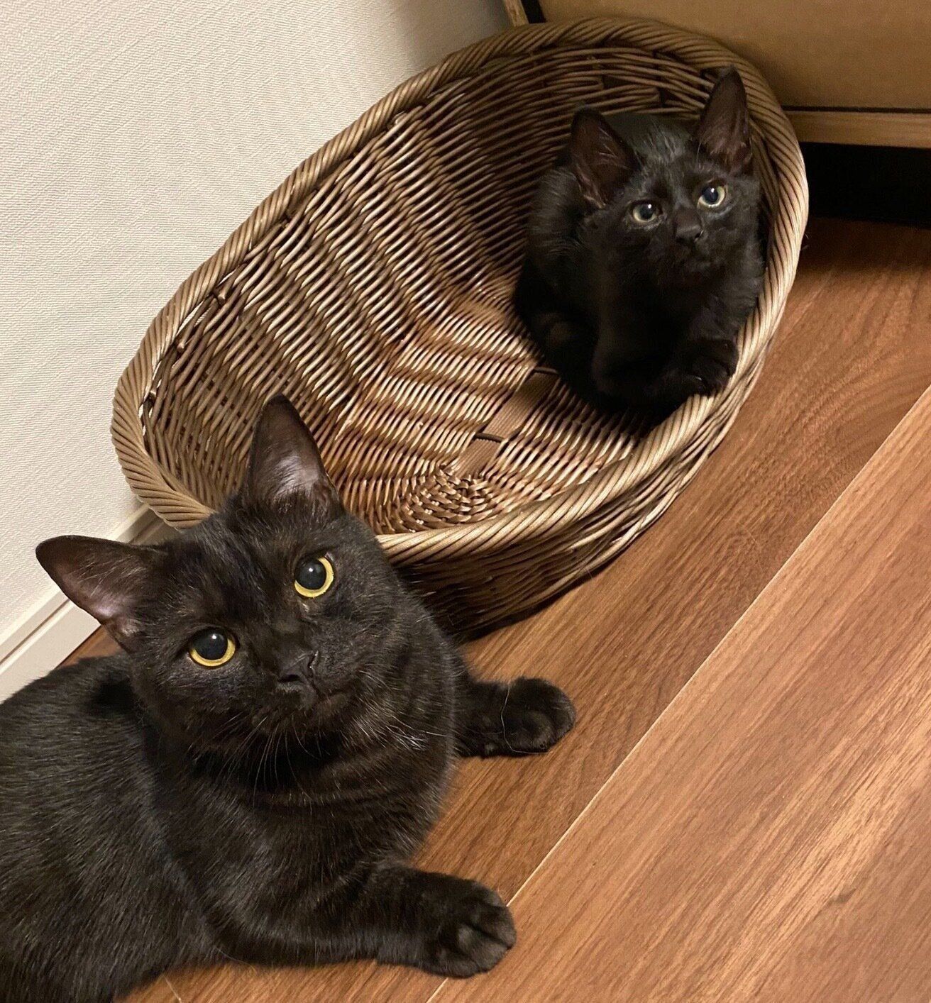 見つめるココアくん、チビビくん