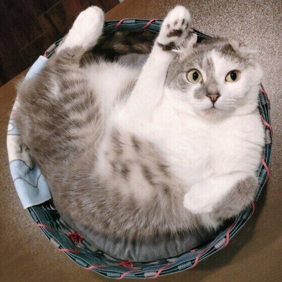 マンチカールのキトちゃん