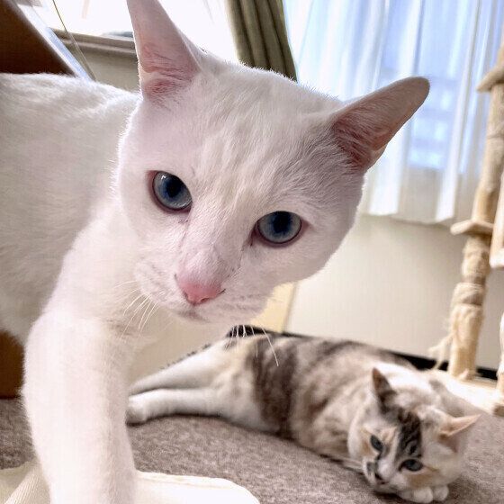 フレームインする白猫