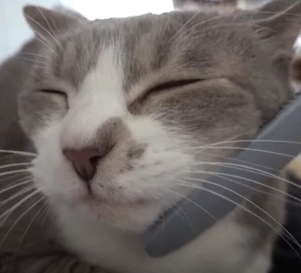 幸せ～♡なモアレちゃん