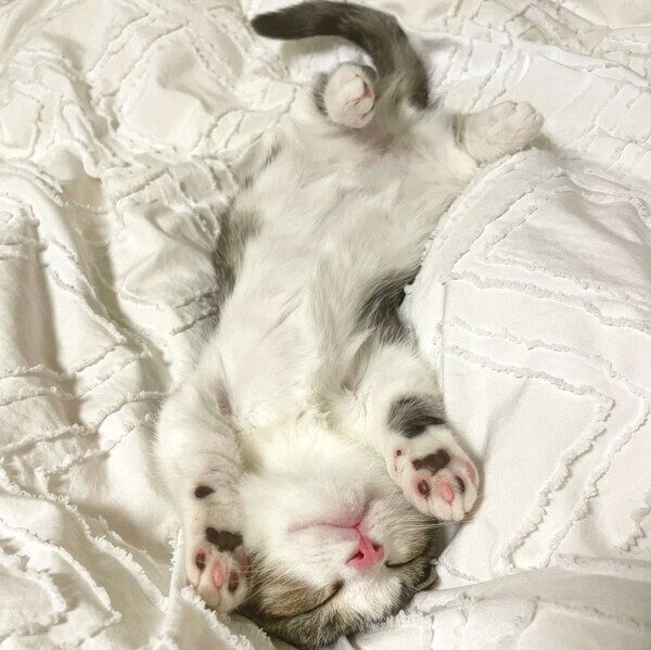 気持ちよさそうに眠る琥太郎くん