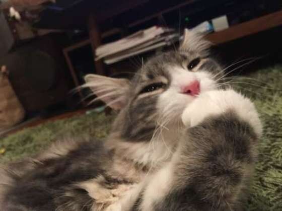 ノルウェージャンフォレストキャット なるちゃん