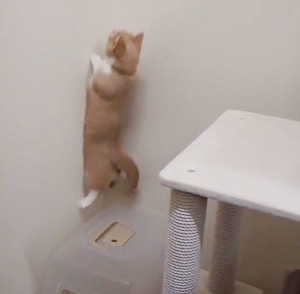 ジャンプするマンチカン