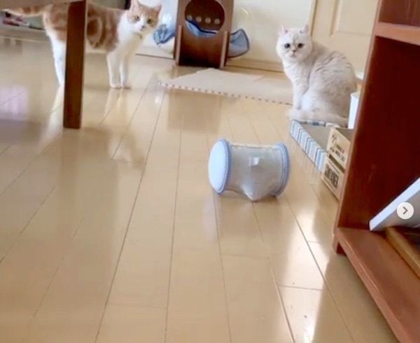 VARRAMに興味を示すスコティッシュフォールドとアメリカンカール