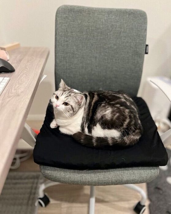 飼い主さんの椅子に座るぷくりちゃん
