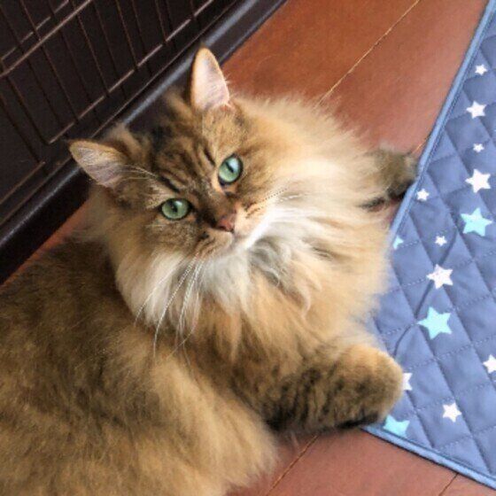 ペルシャのかかおくん♪