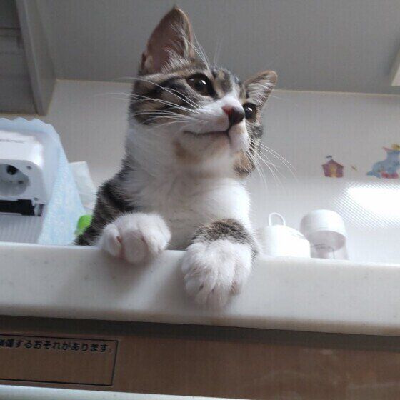 流し台に座るキジトラ猫