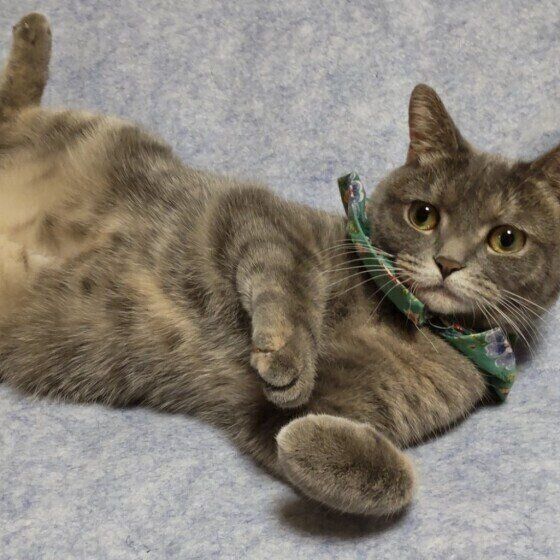 くねくねをする千代ちゃん