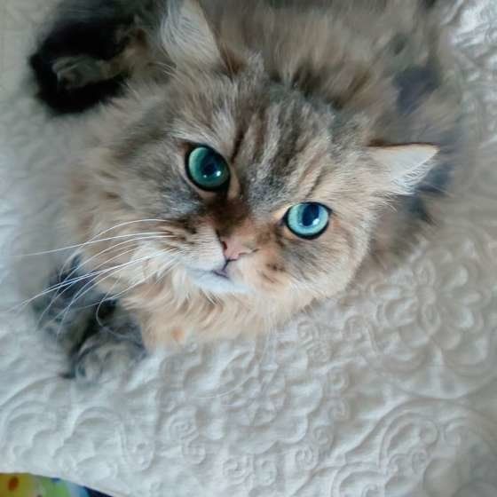 上目遣いをするペルシャ