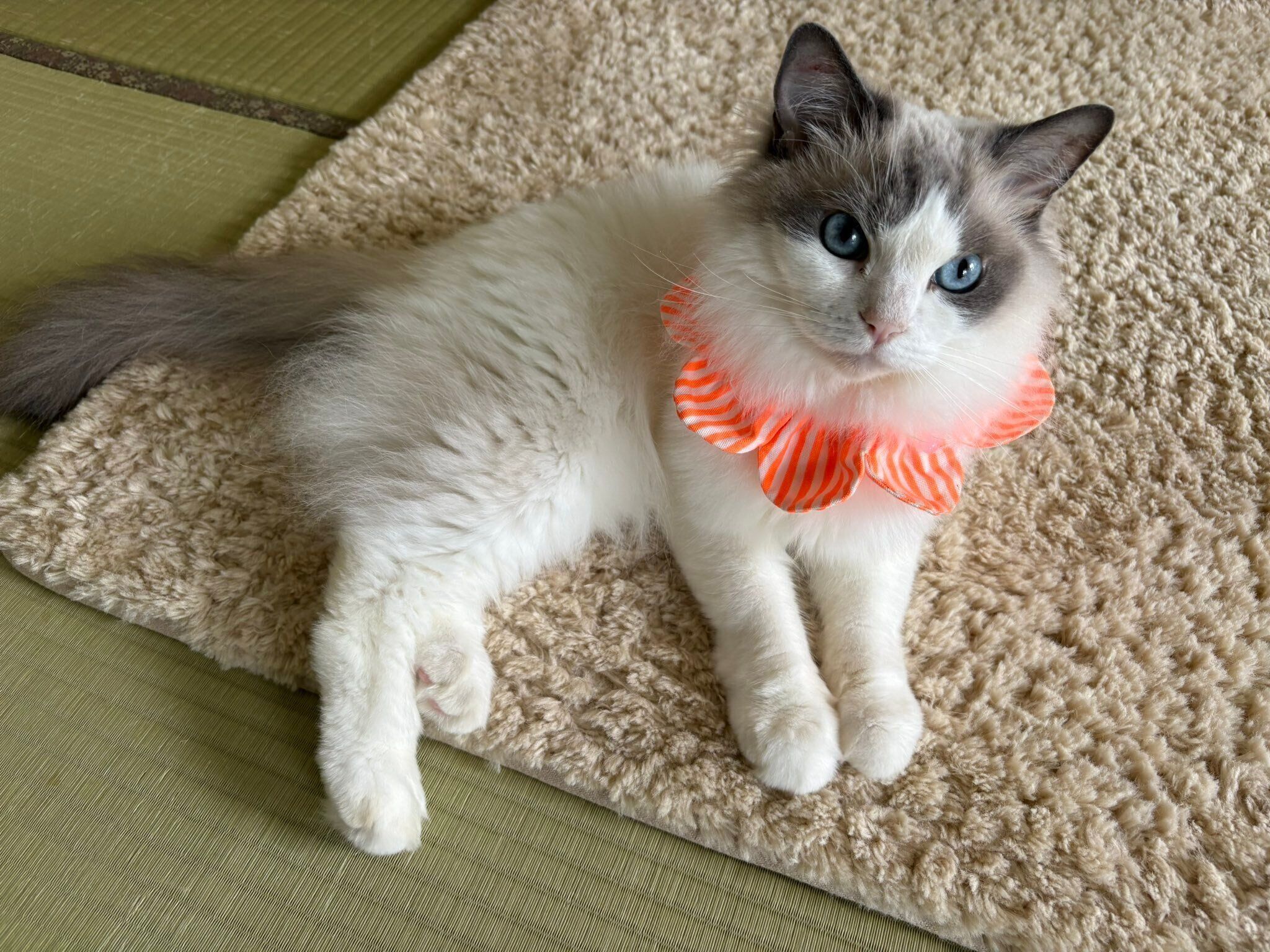 7才になったテネルちゃん