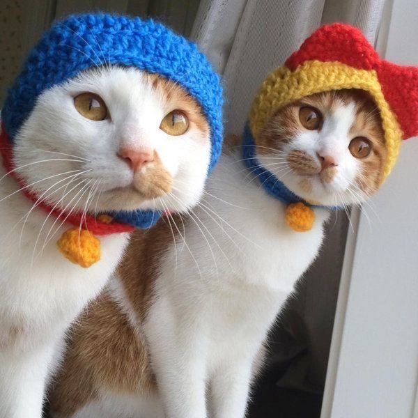 猫のいちごちゃんとタルトちゃん