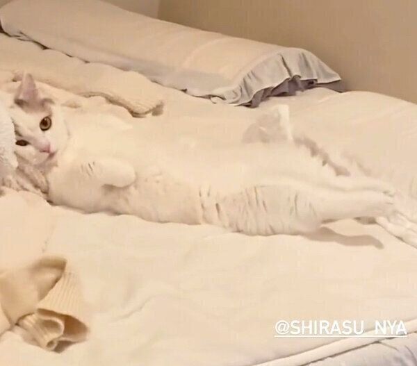 ヘソ天をするしらすちゃん