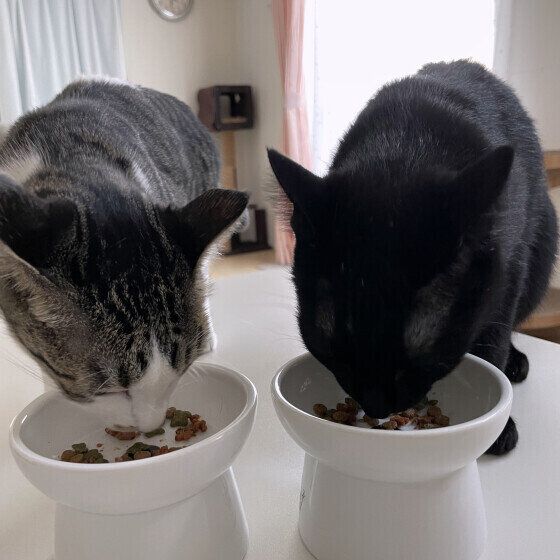 Mix（黒）のあんこちゃんたち♪