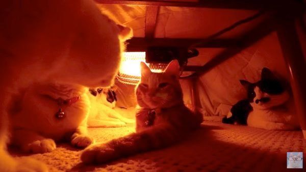 こたつの中でくつろぐ猫