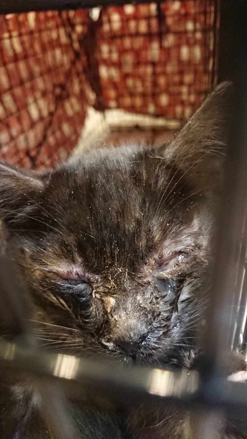 写真提供／中山渚美ちゃん