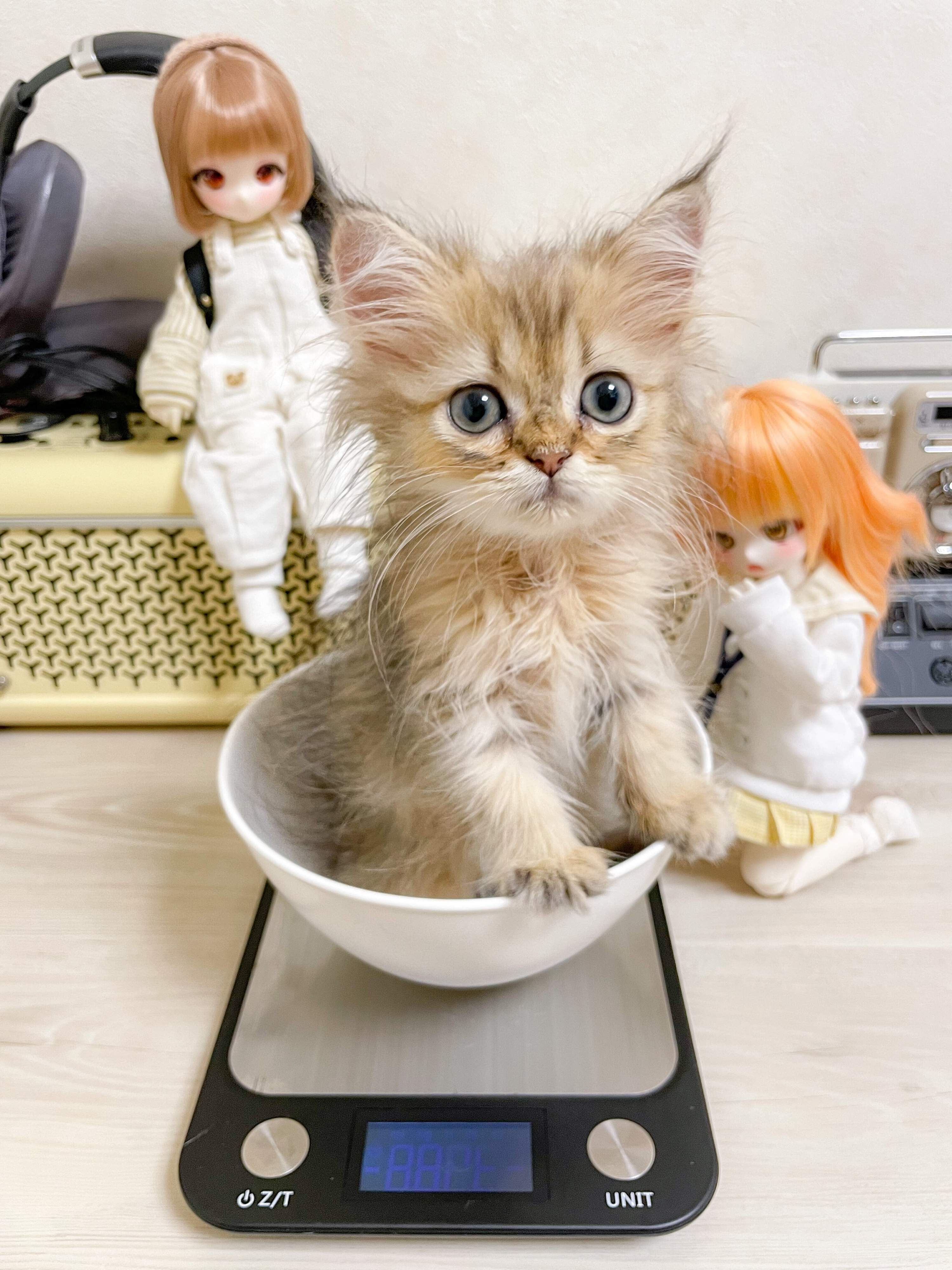 飼い主さんは、当時のきょとんとしたみかんちゃんの表情に惹かれ、お迎えしたのだとか