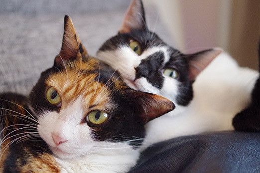 トーテムポールな猫たち