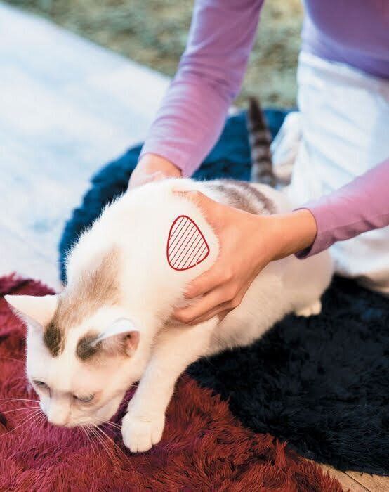“できない”を克服!猫にやさしい『抱っこの仕方』をマスターしよう|ねこのきもちWEB MAGAZINE