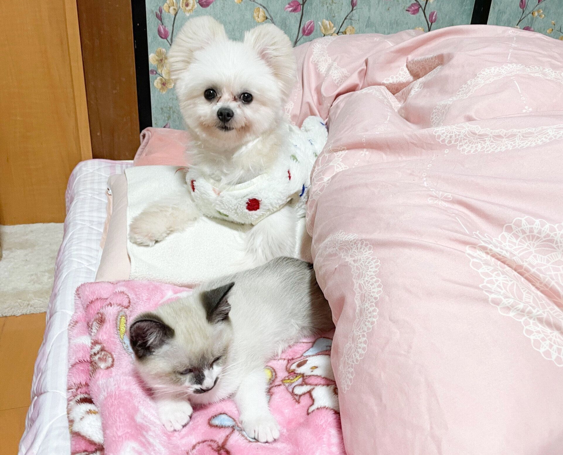 ちーちゃんとこっとちゃん