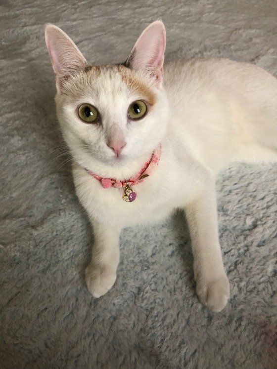 ミケのミルキーちゃん