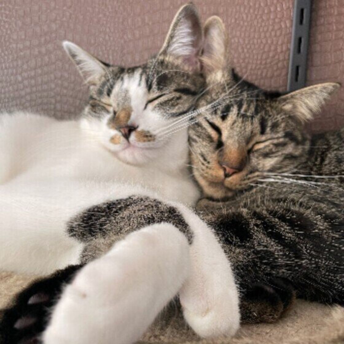 Zmh7wis11wvglm Zmh7wis11wvglm