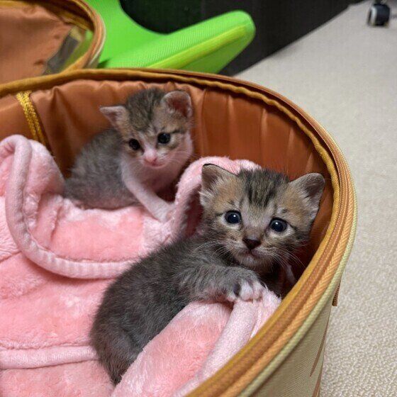 キジトラの子猫たち