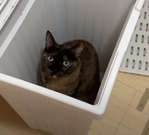 箱入り娘状態のモモちゃん