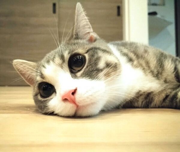 まったりするあおちゃん