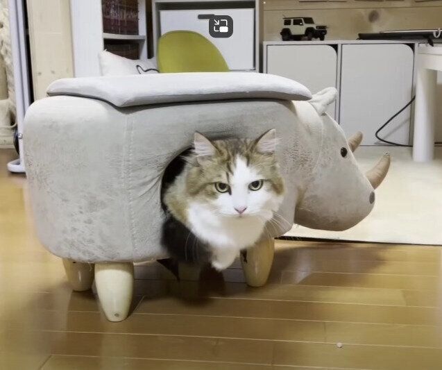 サイのぬいぐるみから顔を出す猫
