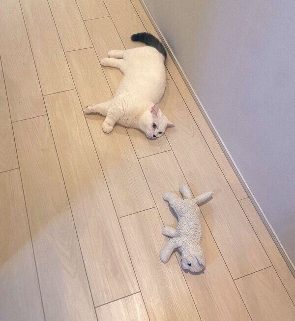 寝転がるまおくん