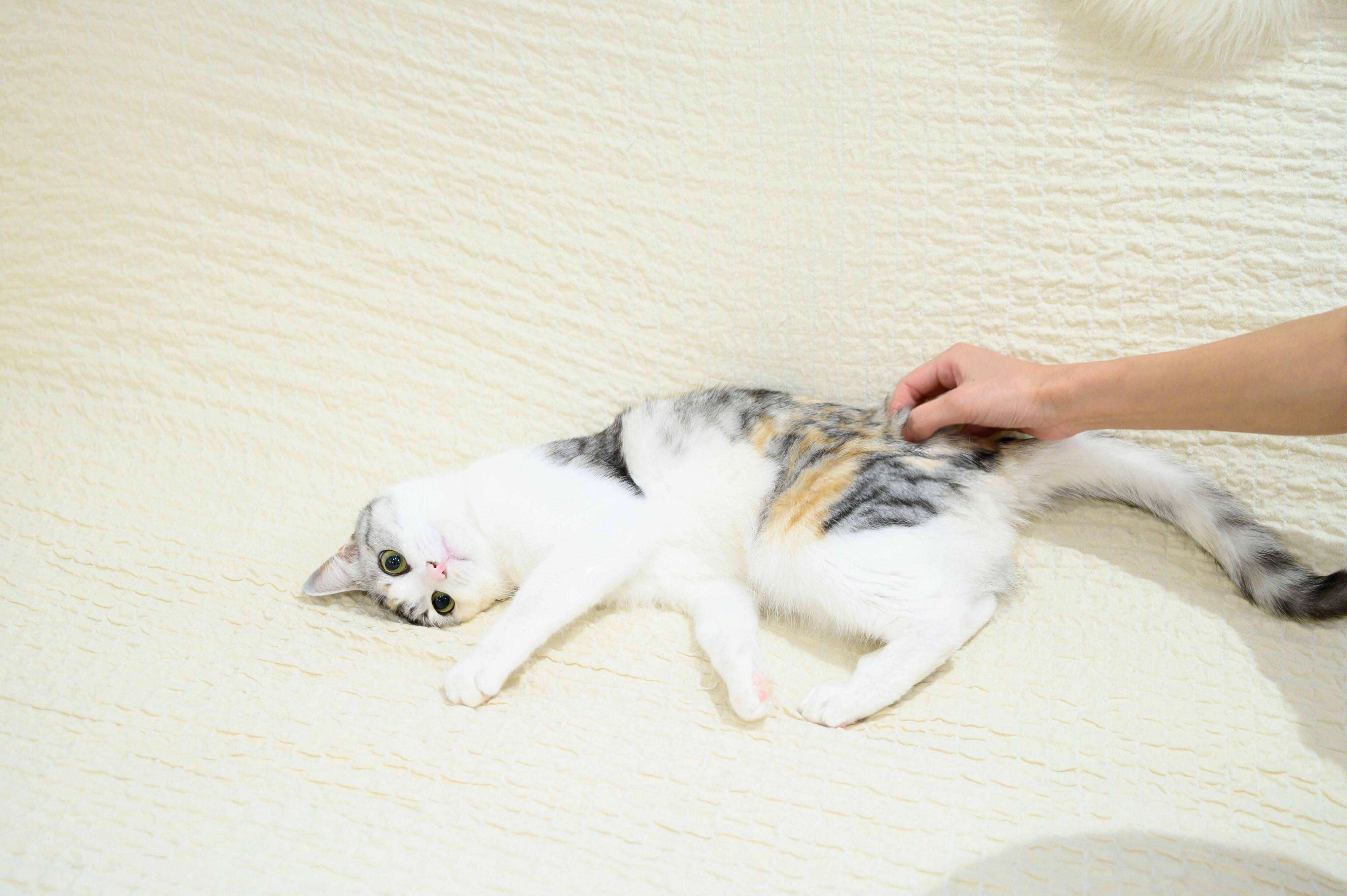 撮影／中川文作