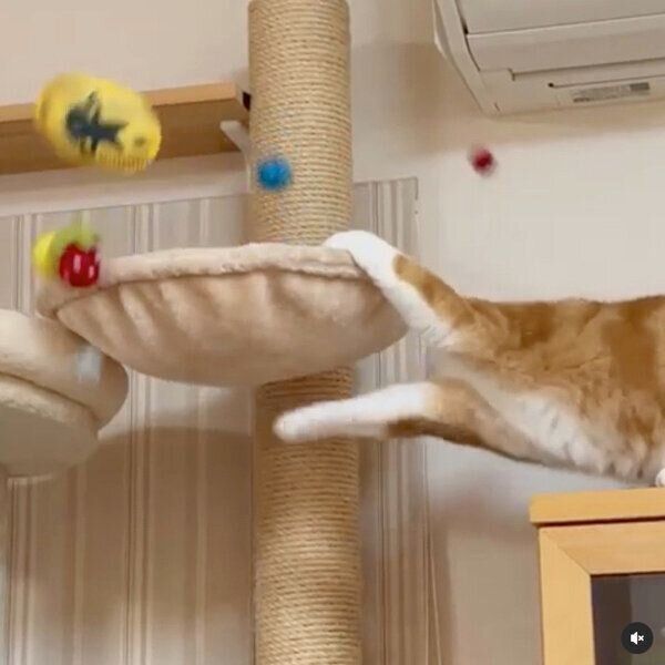 ハンモックを叩いておもちゃを出すもんちゃん