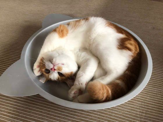 スコティッシュフォールドのまるくんの猫鍋