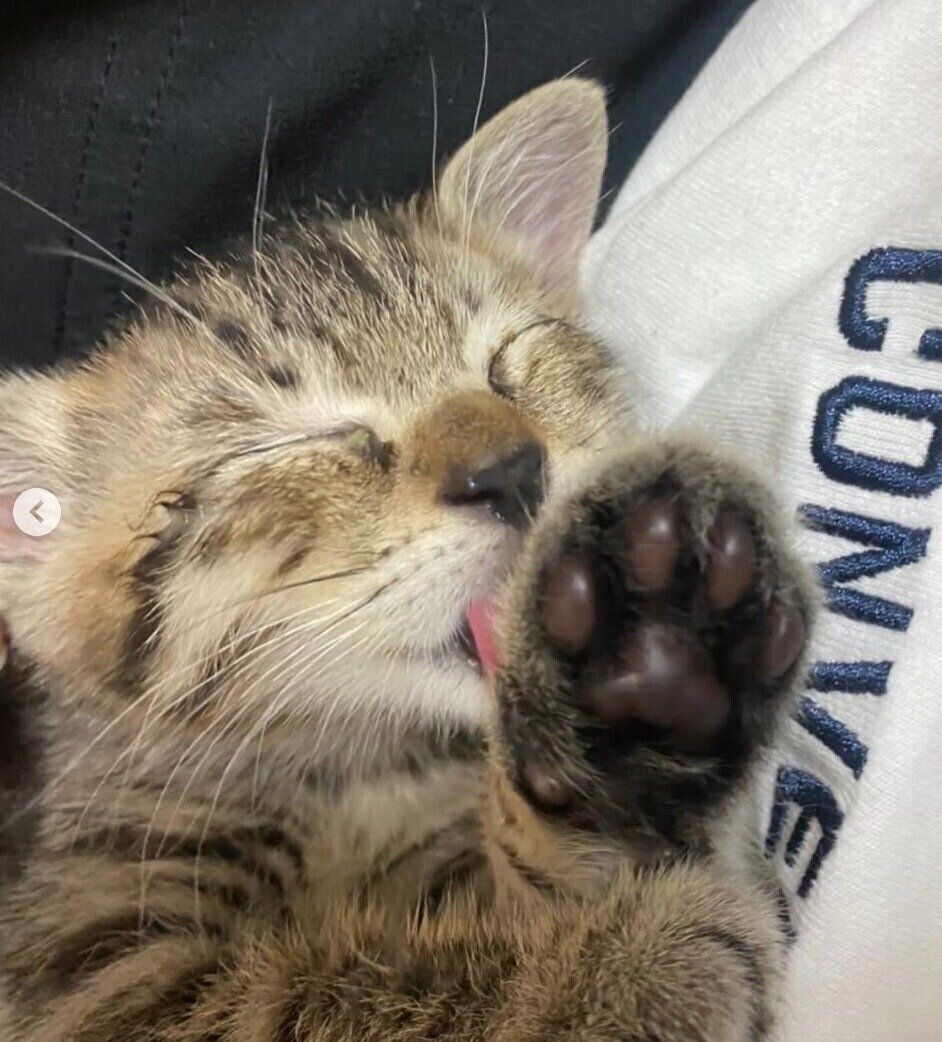 子猫時代のもずくくん