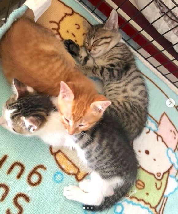 ケージの中で寄り添って眠るおこめちゃん、おはぎくん、おもちくん
