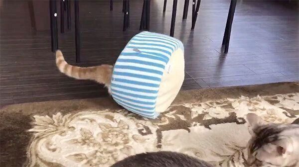 ベッドの入り方が独特すぎるチロルくん