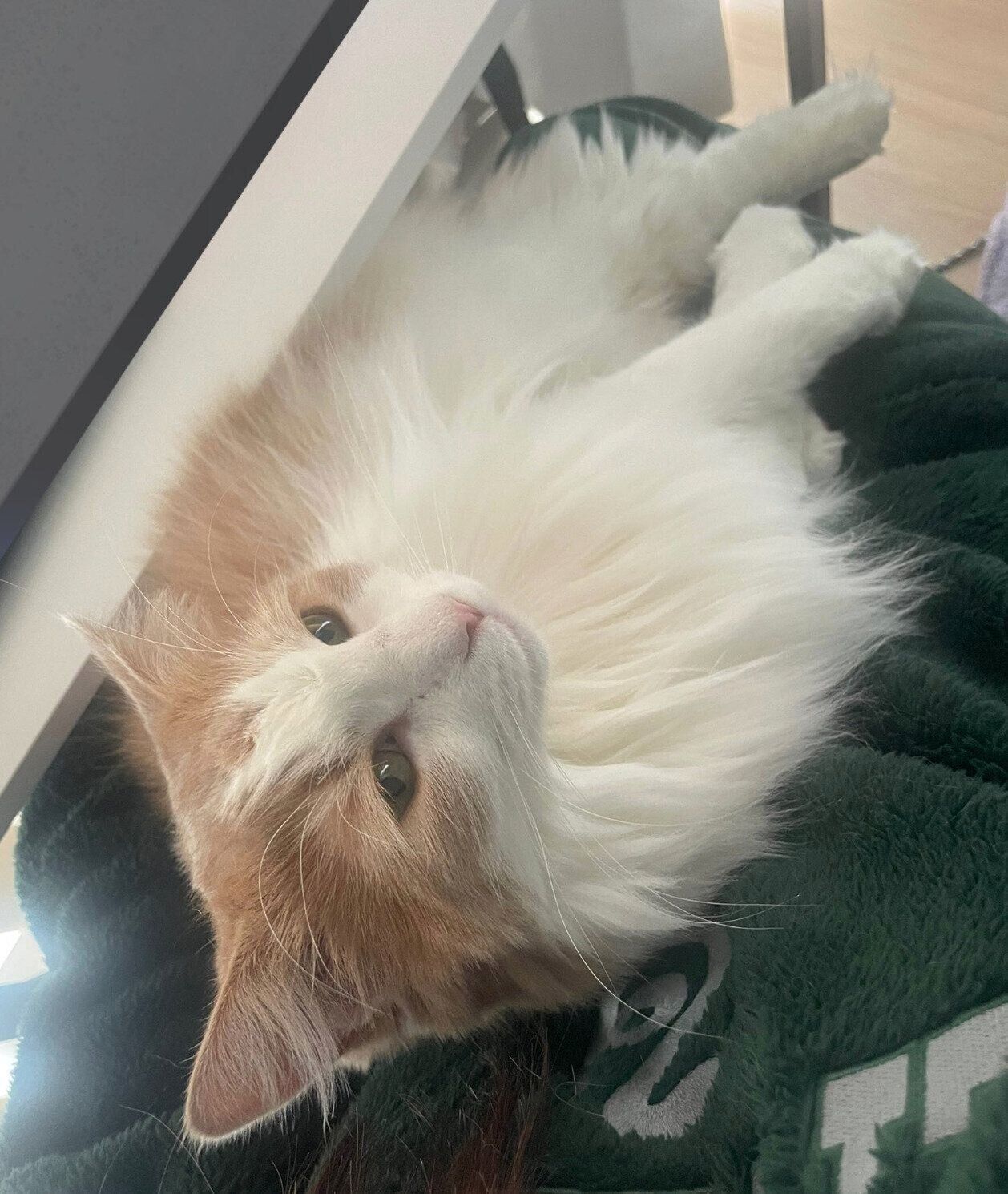 まったりする博士くん