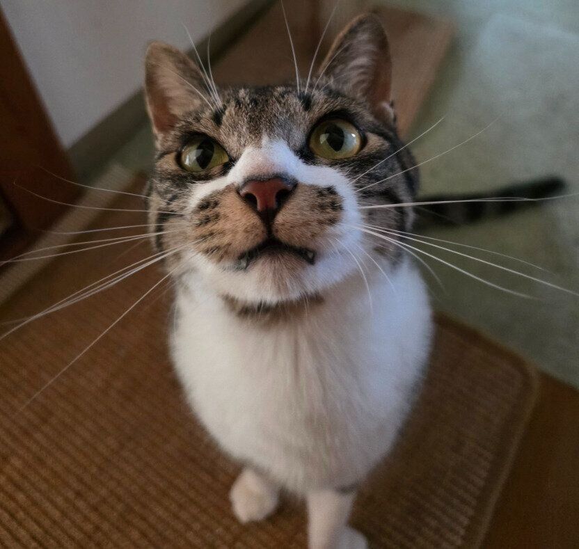 おもちゃを見る猫