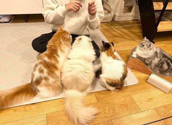 おやつの行方を心配する猫たち
