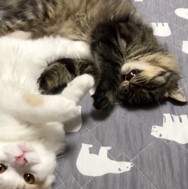 布団を取り合う猫