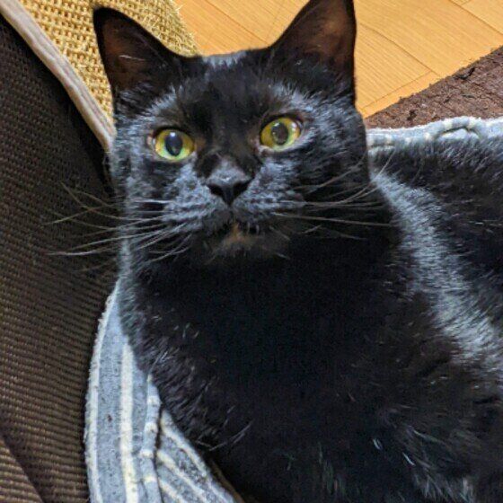 黒のくーちゃん