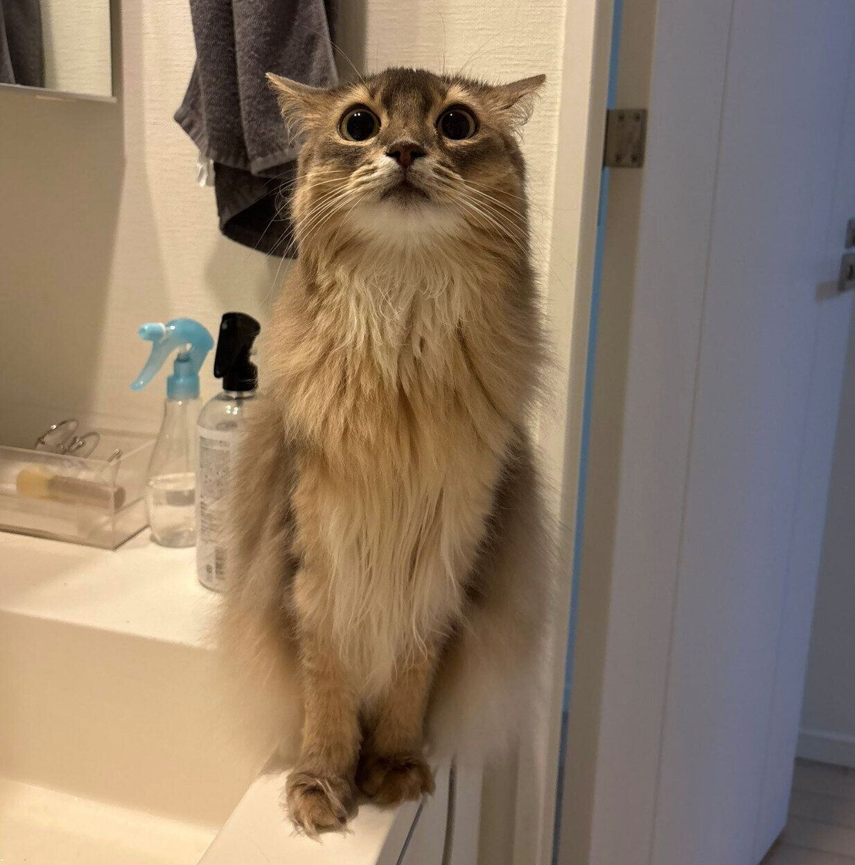 飼い主さんの様子を見に来たこはくちゃん